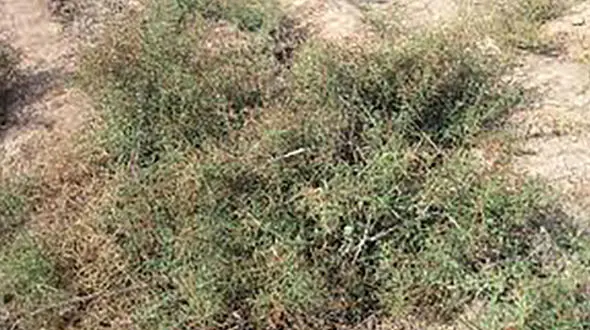 خواص ترنجبین برای نوزاد