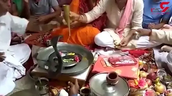 این ویدیو فضای مجازی را ترکانده است / انجام مراسم عجیب نیایش مذهبی با مار کبرا! +فیلم 