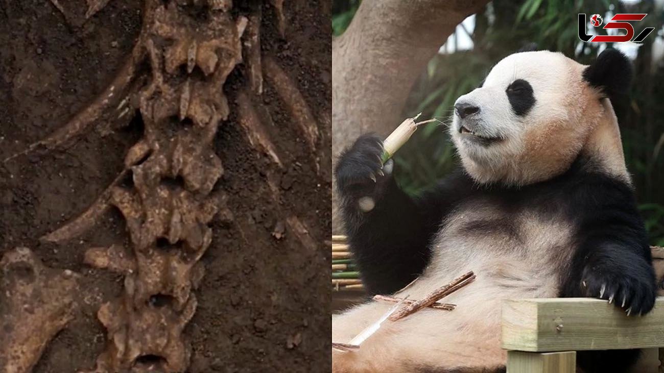 تصاویر / ‌کشف اسکلت خرس پاندا در مقبرۀ امپراطور چین