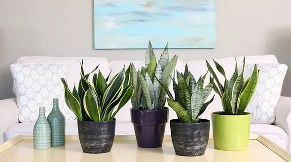 همه چیز درباره گیاه سانسوریا یا شمشیری