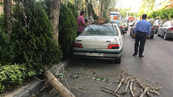 عکس از سقوط درخت روی خودروی تهرانی ها 