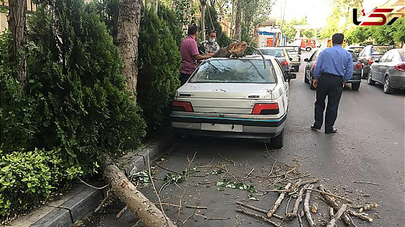 عکس از سقوط درخت روی خودروی تهرانی ها 