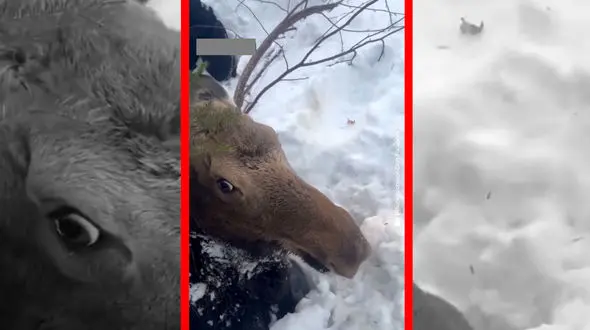 فیلم نجات گوزنی که تا گردن در برف فرو رفته بود