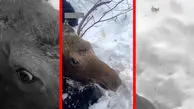 فیلم نجات گوزنی که تا گردن در برف فرو رفته بود