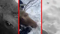 فیلم نجات گوزنی که تا گردن در برف فرو رفته بود