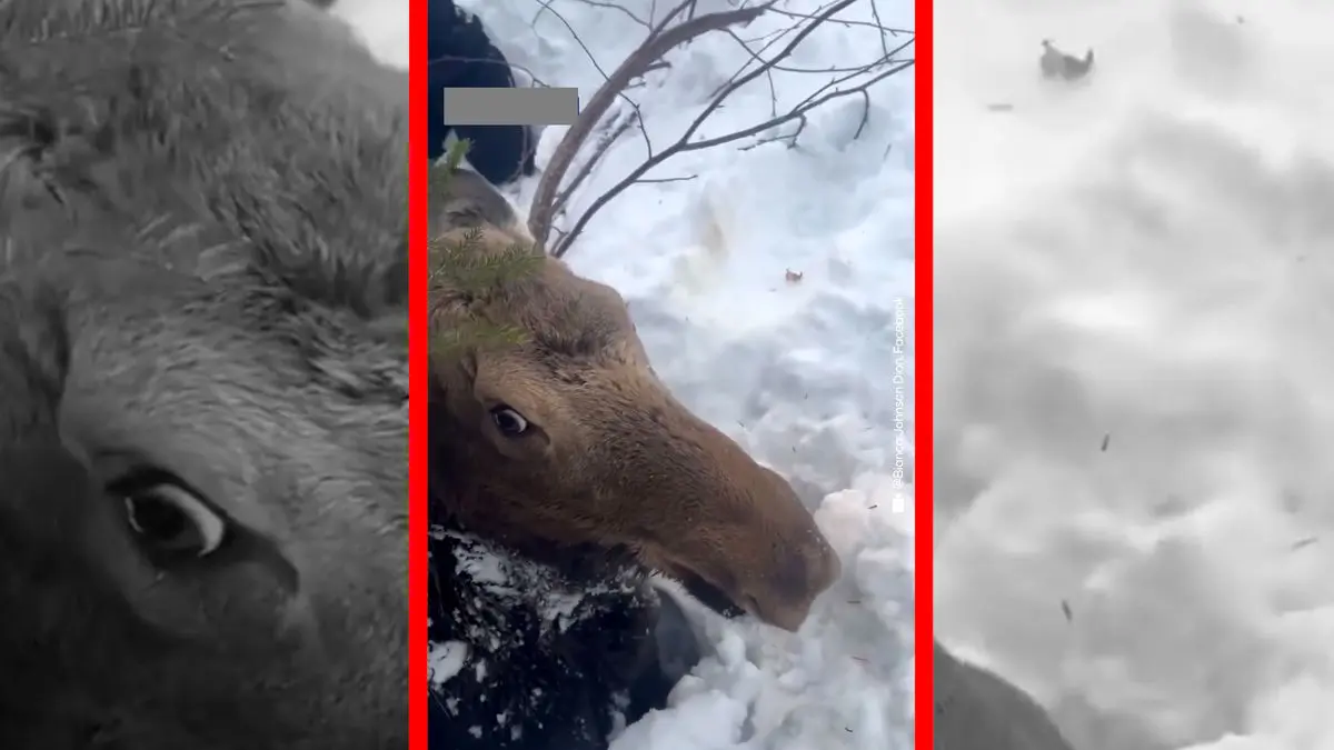 فیلم نجات گوزنی که تا گردن در برف فرو رفته بود