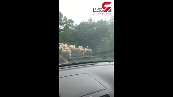 راهبندان در نیوزیلند به این شکل است!+فیلم