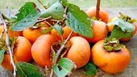 درمانگر نارنجی پاییز را بشناسید