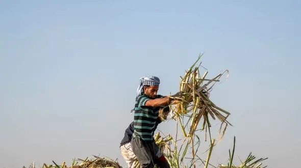 کشت نیشکر در خوزستان آغاز شد / دکتر ناصری: جهش تولید در راه است
