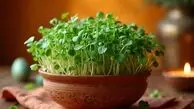 آموزش کاشت سبزه گاودانه برای نوروز | نکات طلایی رشد سریع و زیبا
