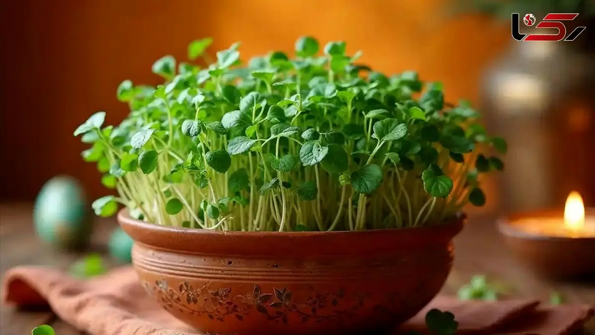 آموزش کاشت سبزه گاودانه برای نوروز | نکات طلایی رشد سریع و زیبا