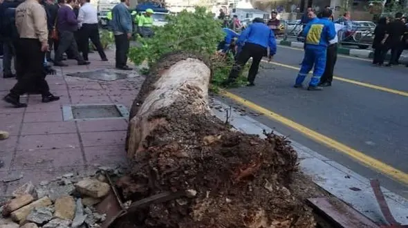 عکس سقوط وحشتناک چنارهای خیابان ولی عصر / عابران شوکه شدند