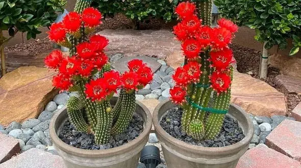 فال لنورماند عشق شنبه 26 اسفندماه 1402 / فیلم