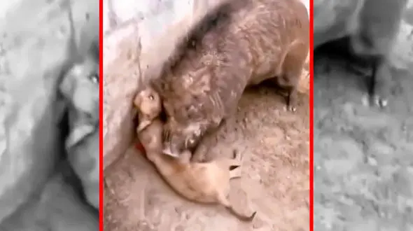 فیلم درگیری شدید سگ و گراز وحشی