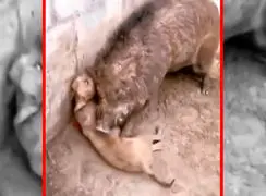 فیلم درگیری شدید سگ و گراز وحشی