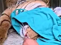 فیلم اقدام بی‌سابقه برای جابجایی ببر در هند