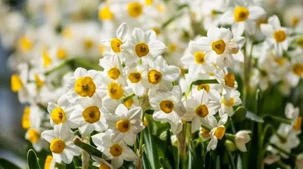 بهار اول به این استان ایران می رسد! 