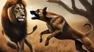 فیلم/ درگیری نادر در حیات وحش؛ حمله غافلگیرکننده سگ به شیر!