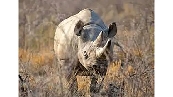 مرگ پیرترین کرگدن جهان در پارک ملی+عکس