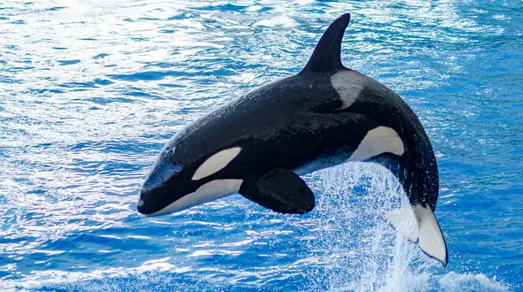 ببینید / عظمت و زیبایی نهنگ + فیلم 