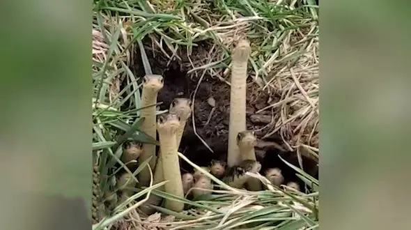 کشف مار بندجورابی در یک پارک + فیلم