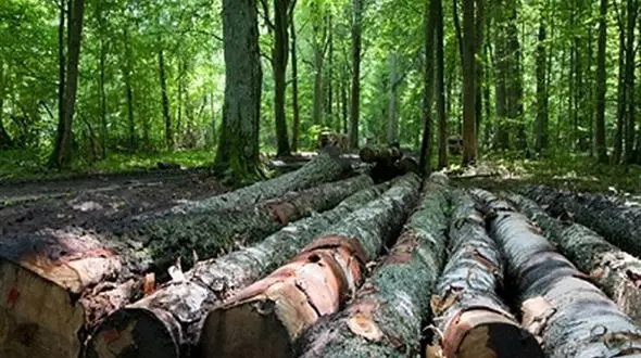 منابع طبیعی تهران در خطر/ برداشت غیرقانونی ممنوع، متخلفان قاچاقچی محسوب می‌شوند!