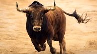 حمله یک گاو به مرد بدشانس وسط خیابان  + فیلم