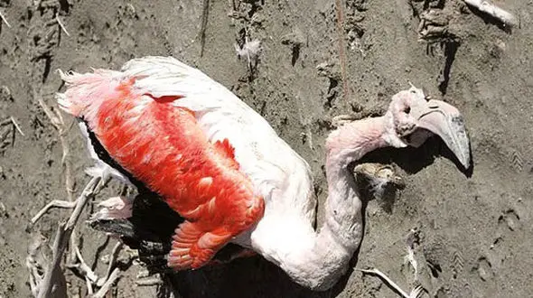 خطر مرگ در کمین جوجه فلامینگوهای  تالاب خشکیده بختگان