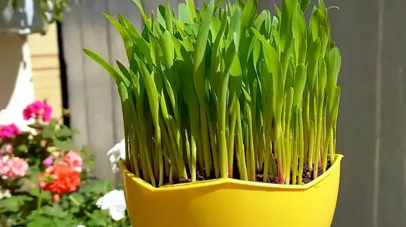 ترفند درست کردن سبزه انار برای عید نوروز