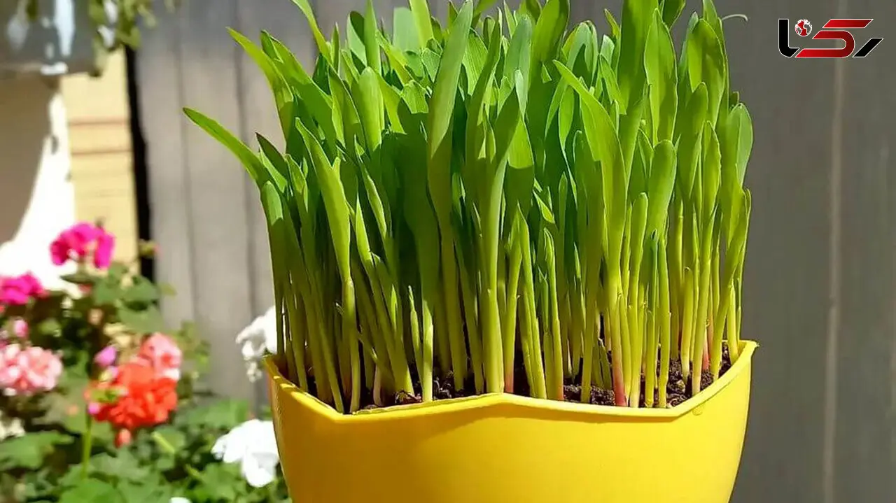 ترفند درست کردن سبزه انار برای عید نوروز