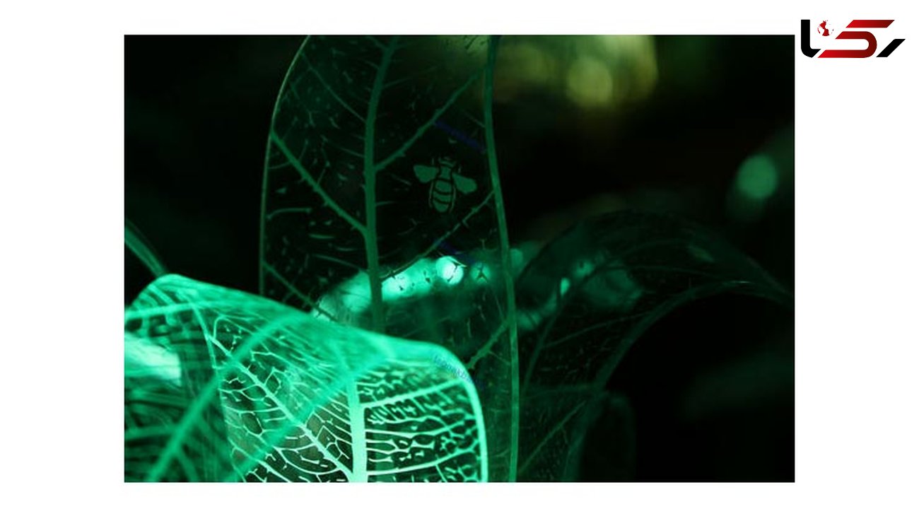 خلق گیاهان همیشه سبز در تاریکی +تصاویر