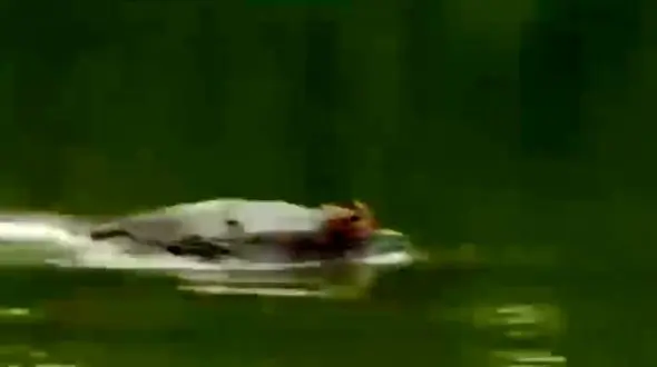 هیولای اسرار آمیز با دندان های بزرگ و تیز + فیلم و عکس