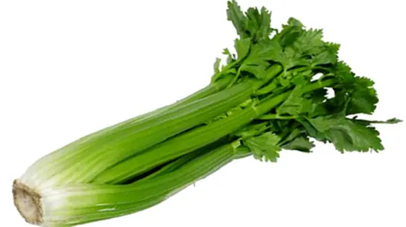 گیاهان دارویی درمان کننده سرگیجه