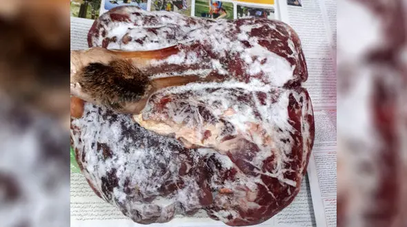 شیئی ممنوعه در کیف مسافر پرواز مشهد تهران چه بود ؟ + عکس