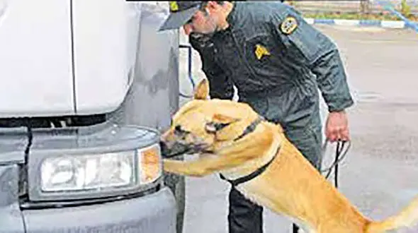  از کشف فلفل دلمه ای و بادمجان هروئینی تا فرش شیشه ای