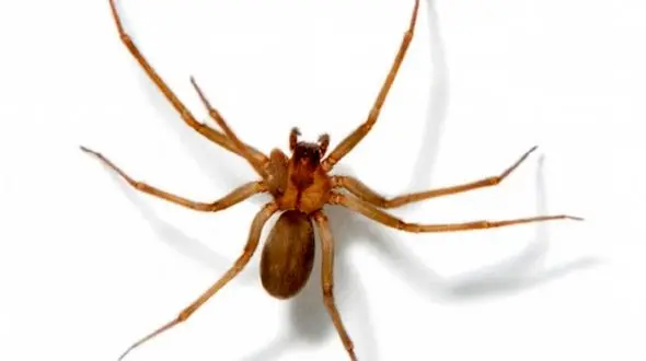 فیلم لحظه خروج یک عنکبوت از گوش زن ! 