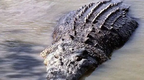 ببینید /  تصاویر ترسناک از تردد کروکودیل‌ ها و کوسه‌ های گاو در خیابان‌های سیل‌زده استرالیا + فیلم