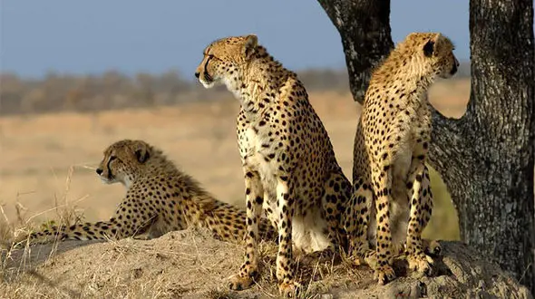 پارک ملی توران کجاست؟