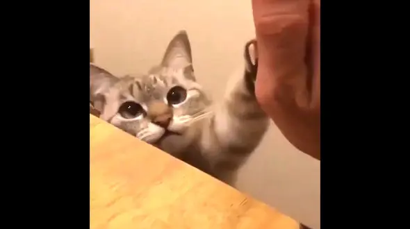 خواهش گربه به صاحبش / فیلم