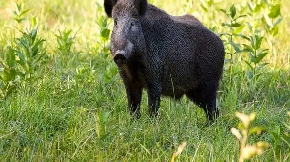 علت هجوم گراز به مزارع یزد مشخص شد