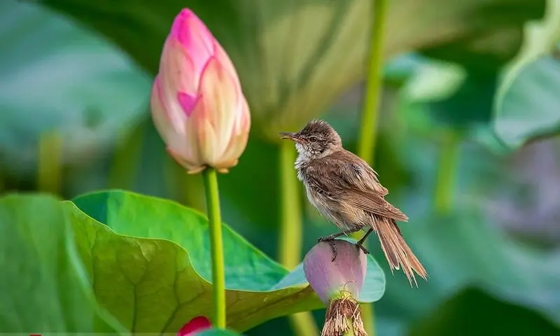 پرنده نیلوفر