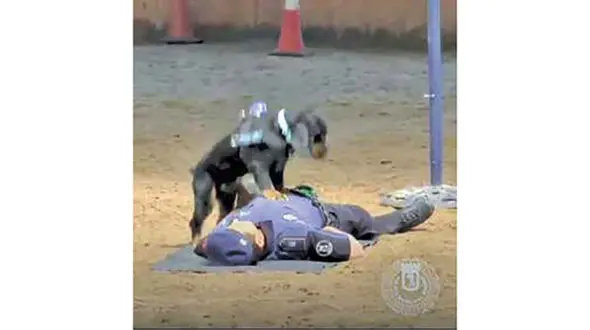 تلاش دیدنی سگ پلیس برای نجات یک افسر