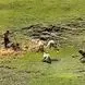 فیلم / حمله خونین سگ‌هابه مرد جوان در سردابه اردبیل/ اگر مرد شجاع رهگذر نبود تیکه پاره می شد