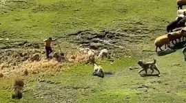 فیلم / حمله خونین سگ‌هابه مرد جوان در سردابه اردبیل/ اگر مرد شجاع رهگذر نبود تیکه پاره می شد