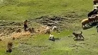 فیلم / حمله خونین سگ‌هابه مرد جوان در سردابه اردبیل/ اگر مرد شجاع رهگذر نبود تیکه پاره می شد