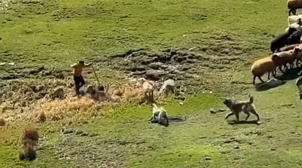 فیلم / حمله خونین سگ‌هابه مرد جوان در سردابه اردبیل/ اگر مرد شجاع رهگذر نبود تیکه پاره می شد