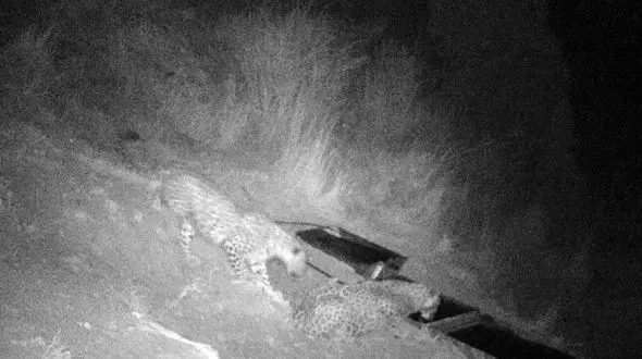 مشاهده و تصویربرداری از دو پلنگ ایرانی در ارتفاعات فیروزکوه