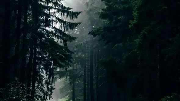 از گوشه‌ای دنج تا صدای طبیعت: خلوتی برای آرامش ذهن و روح