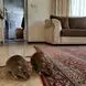 فیلم / محاصره یک خانه در شرق تهران توسط موش‌های فاضلابی/ زن تهرانی: در اتاق‌ها می‌چرخند و زندگی می‌کنند!
