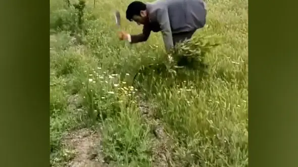 قطع ۱۶۱ اصله نهال گردو در اردبیل توسط اداره جنگلبانی / پاسخ منابع طبیعی استان چیست؟